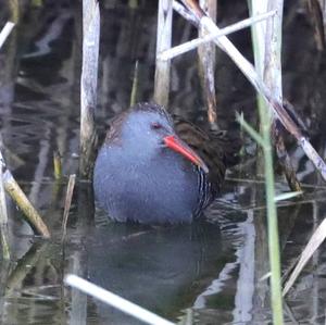 Water Rail