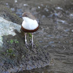 White-throated Dipper