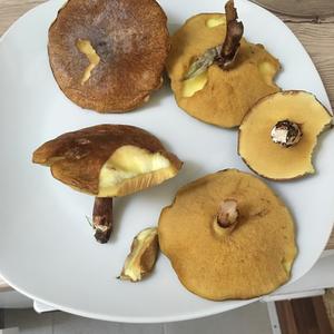 Unbekannte Art