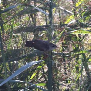 Eurasian Reed-warbler