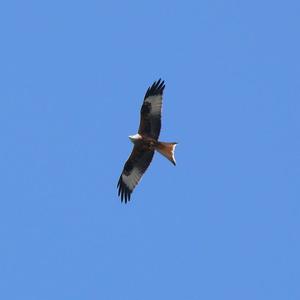 Red Kite