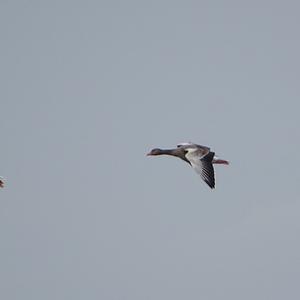 Greylag Goose