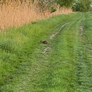 Coypu