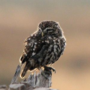 Little Owl