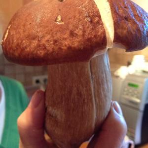 King Bolete