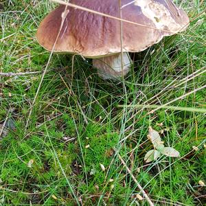 King Bolete