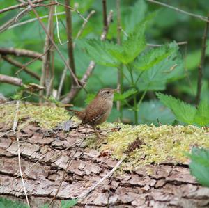 Winter Wren