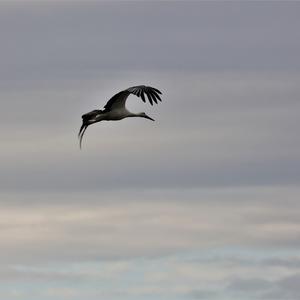 White Stork