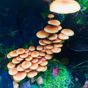 Golden Pholiota