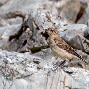 Northern Wheatear