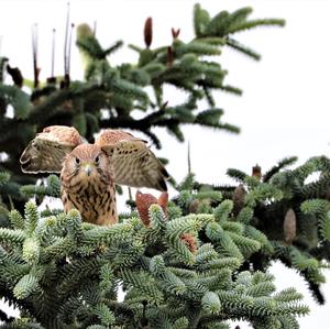 Common Kestrel