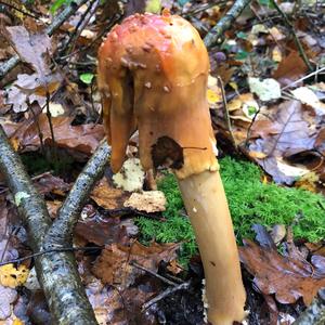 Fly Agaric