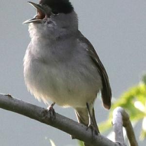 Blackcap