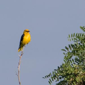 Eurasian Golden Oriole