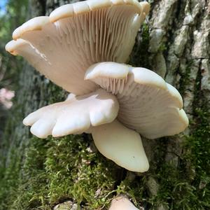 Oyster Mushroom