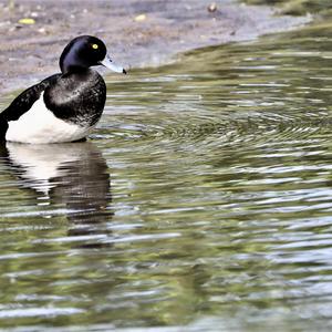 Tufted Duck