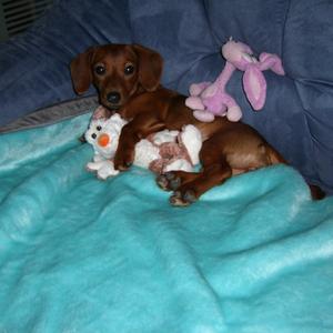 Unknown Breed