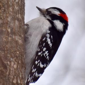 Downy Woodpecker