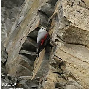 Wallcreeper