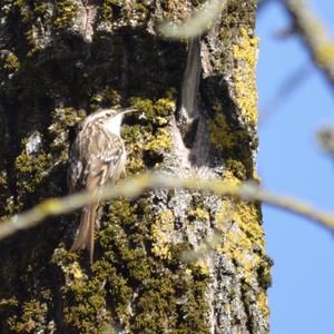 Eurasian Treecreeper