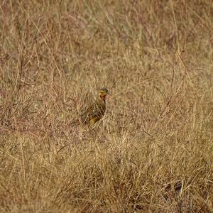 Cape Longclaw