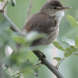 Eurasian Reed-warbler