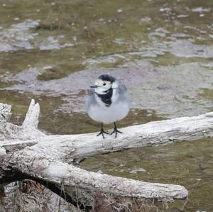 White Wagtail