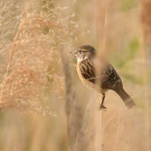 European stonechat