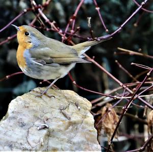 European Robin