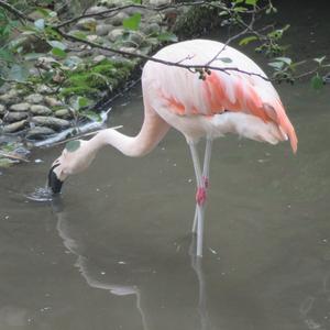 Chilean Flamingo