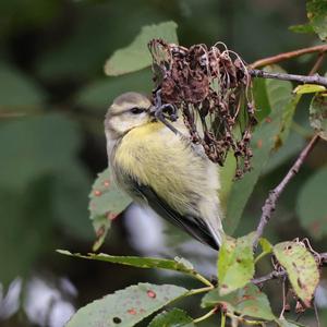 Blue Tit