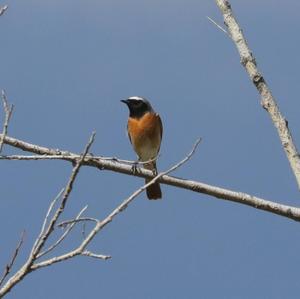 Common Redstart