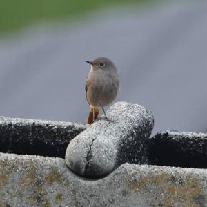 Common Redstart