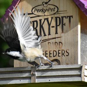 Black-capped Chickadee