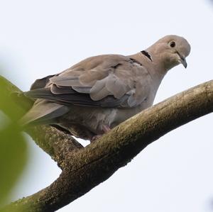 Eurasian Collared-dove