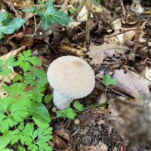 Pestle-shaped Puffball