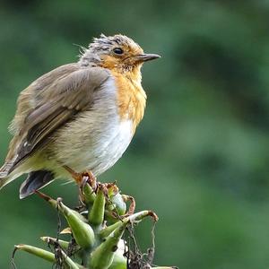 European Robin