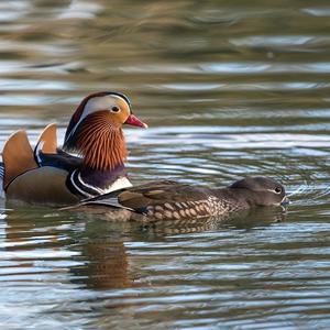 Mandarin Duck