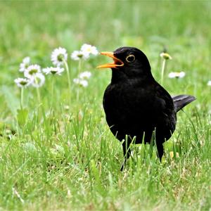 Eurasian Blackbird