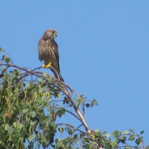 Common Kestrel