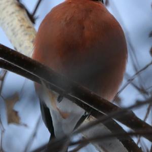 Eurasian Bullfinch