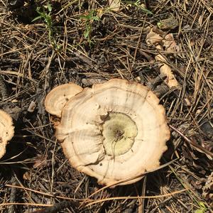 Funnel Polypore