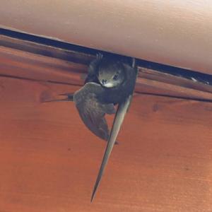 Common Swift