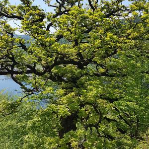 Pedunculate Oak