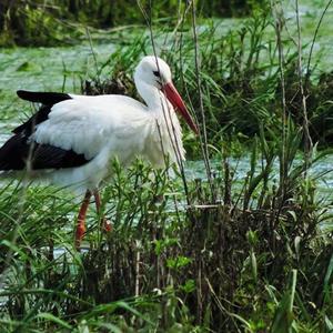 White Stork