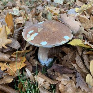 Summer Bolete