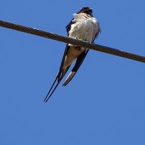 Barn Swallow