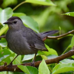 Grey Catbird