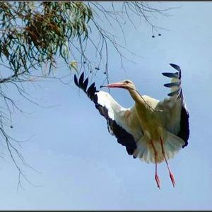 White Stork