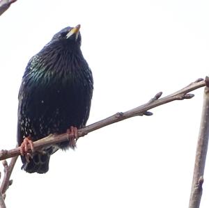 Common Starling